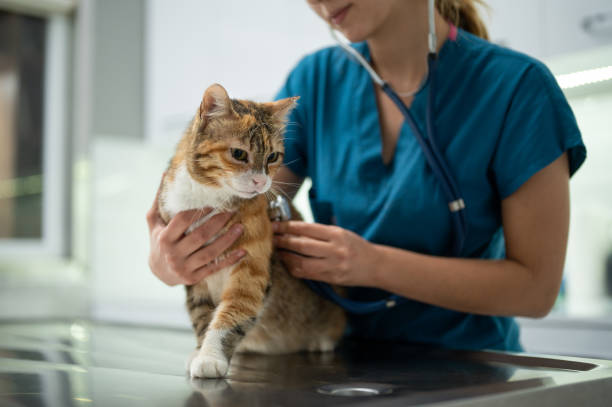 Veterinaria examinando a un gato