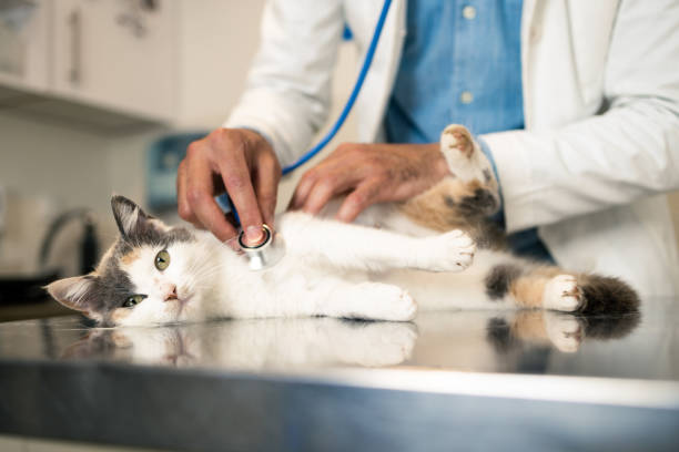 Veterinario examinando a un gato