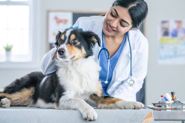 Veterinaria junto a un perro
