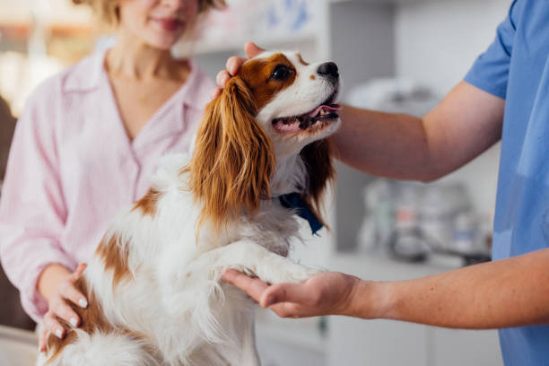 Perro recibiendo atención veterinaria